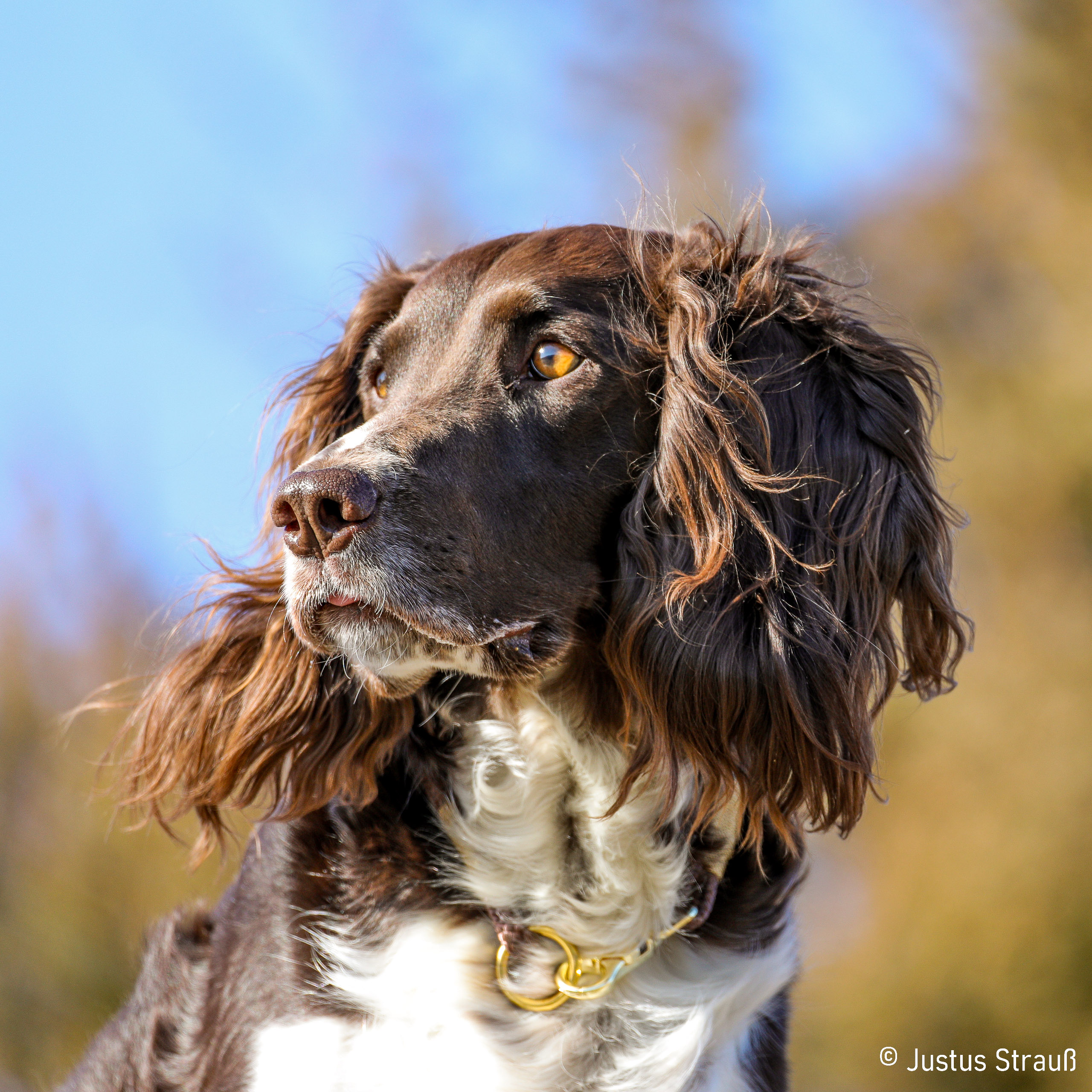 Deutscher Wachtelhund Regia