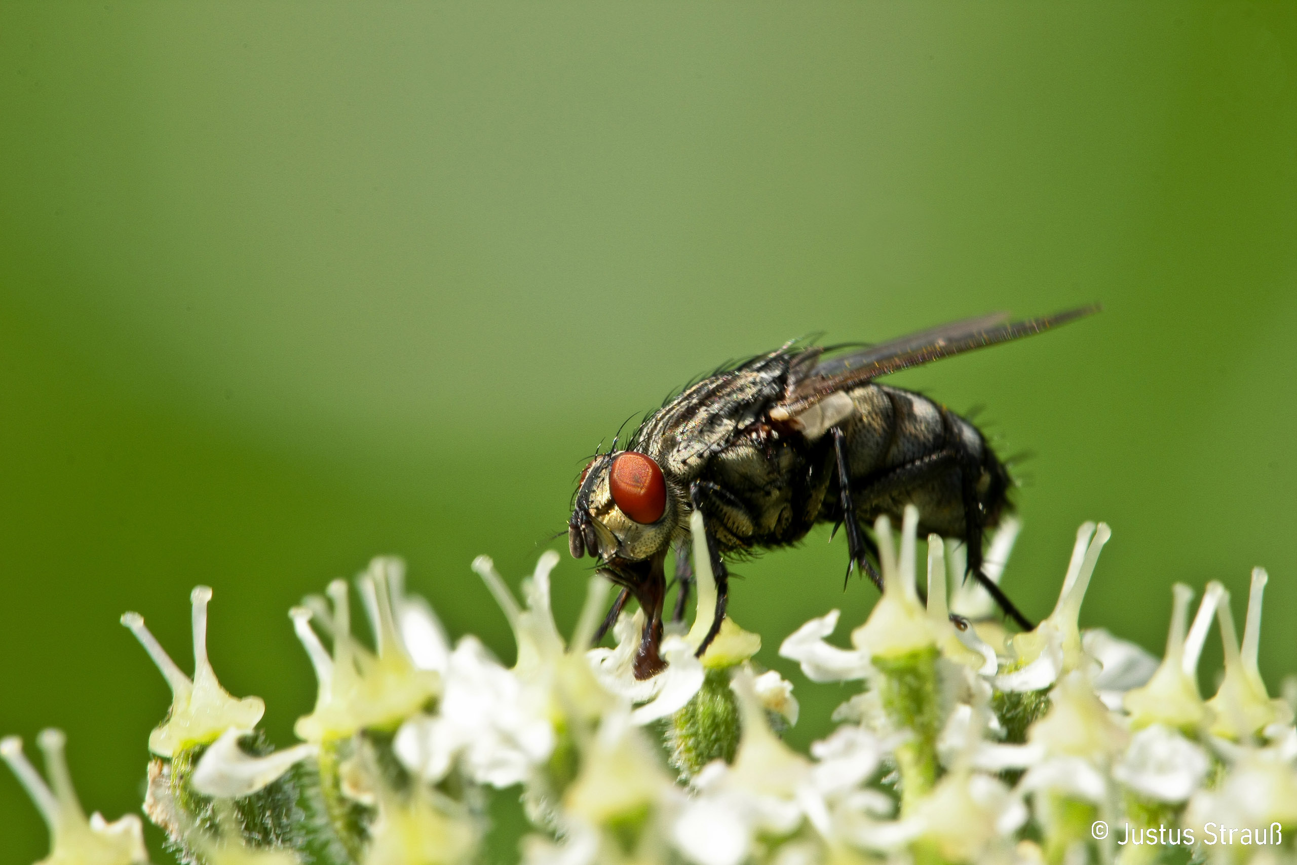 Fliege auf wilder Möhre