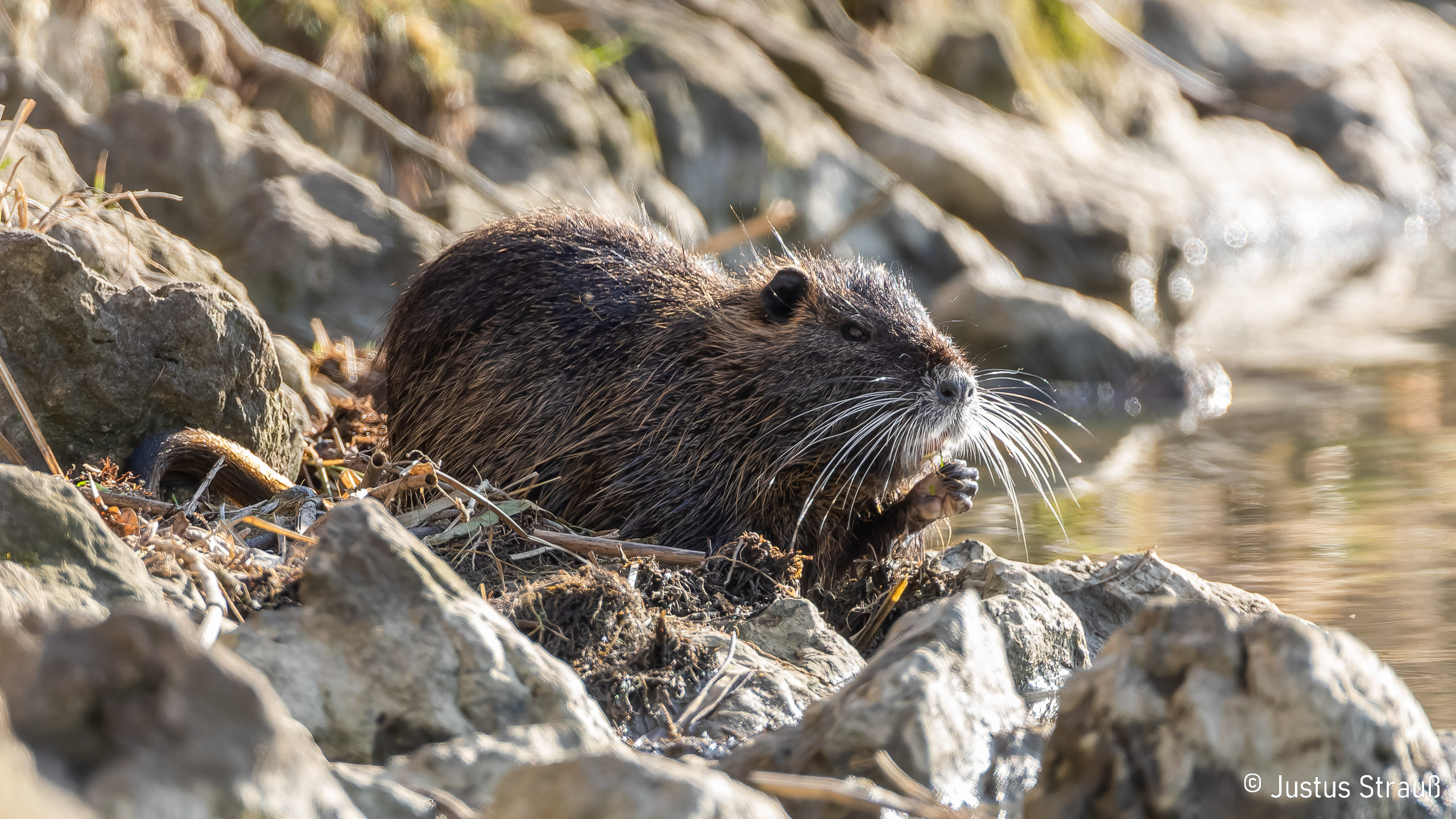 Nutria