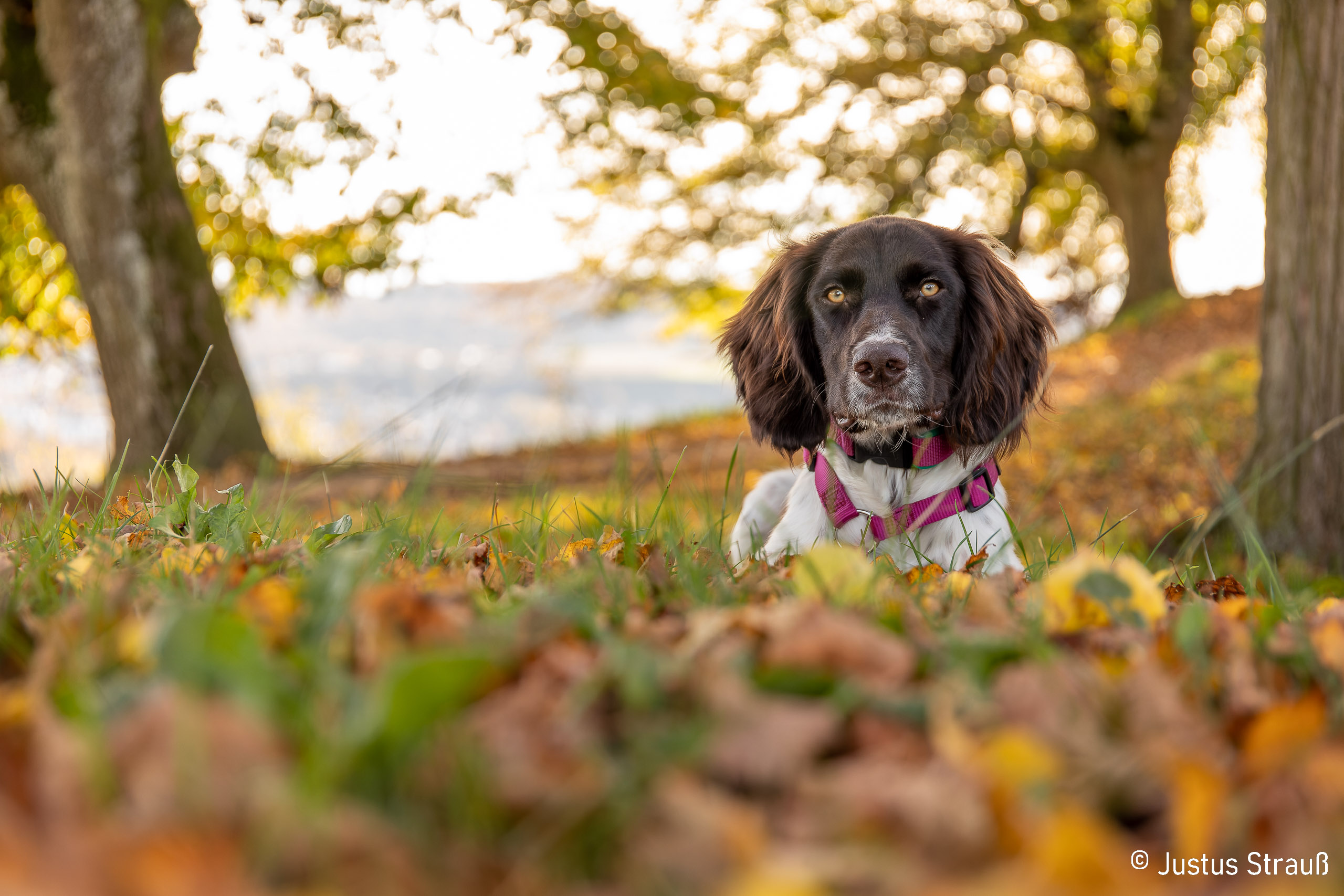 Des Menschen beste Freunde
